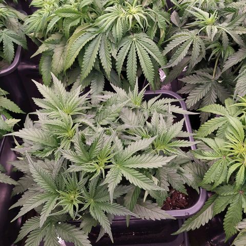 Original Auto OG Kush growlog timeline photo