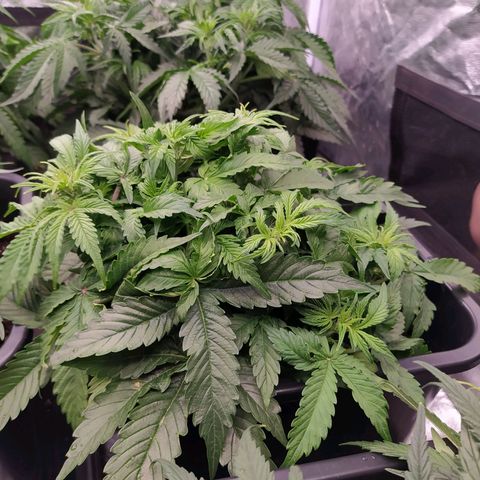 Gorilla Glue #1 growlog timeline photo