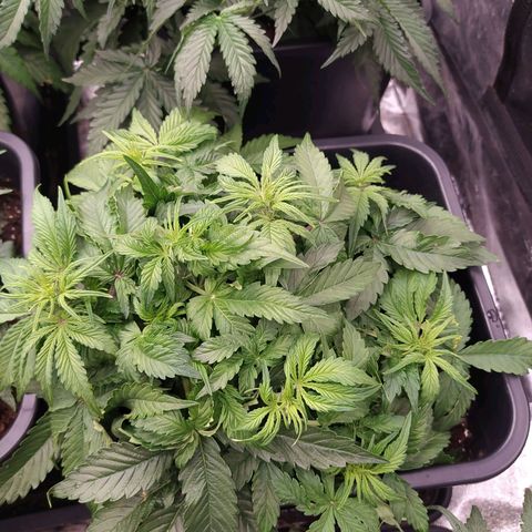Gorilla Glue #1 growlog timeline photo