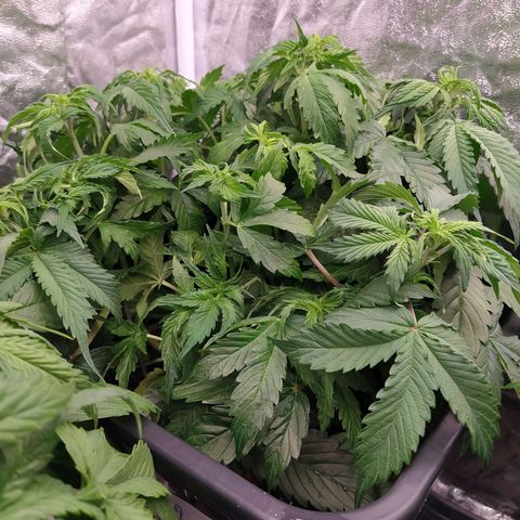 Gorilla Glue #2 growlog timeline photo