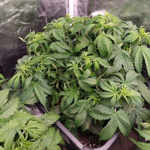 Gorilla Glue #2 growlog timeline photo