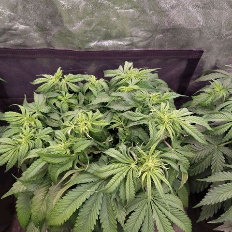 Lemon Pie Auto #2 growlog timeline photo