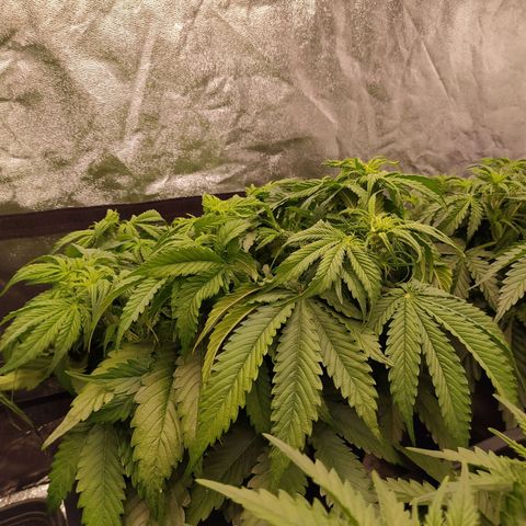 Lemon Pie Auto #2 growlog timeline photo