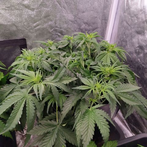 Gelato Auto #2 growlog timeline photo