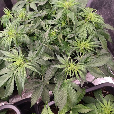 Gelato Auto #2 growlog timeline photo