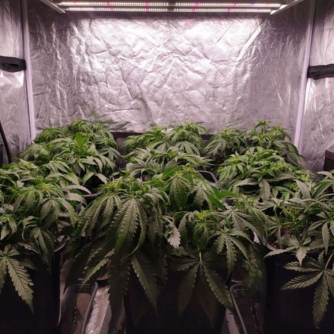 West Coast O.G. #2 growlog timeline photo
