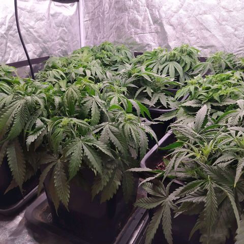 West Coast O.G. #2 growlog timeline photo