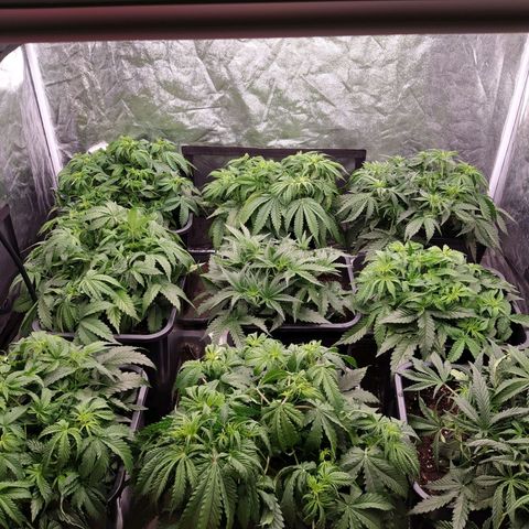 West Coast O.G. #2 growlog timeline photo