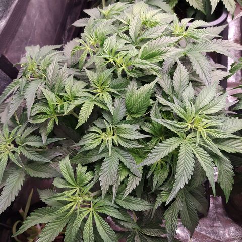 Gelato Auto #1 growlog timeline photo