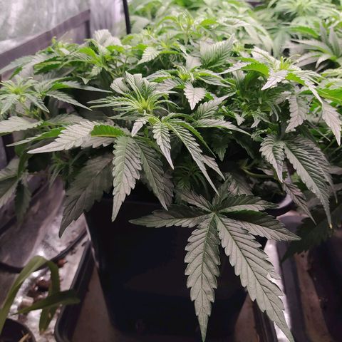 Gelato Auto #1 growlog timeline photo