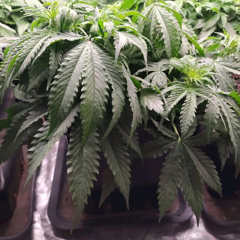 Lemon Pie Auto #1 growlog timeline photo