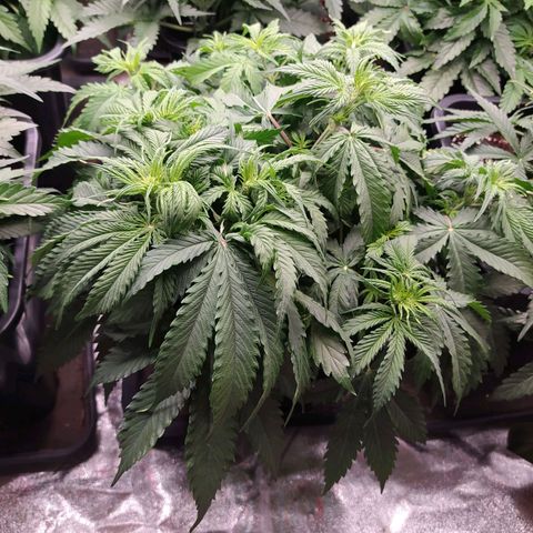 Lemon Pie Auto #1 growlog timeline photo