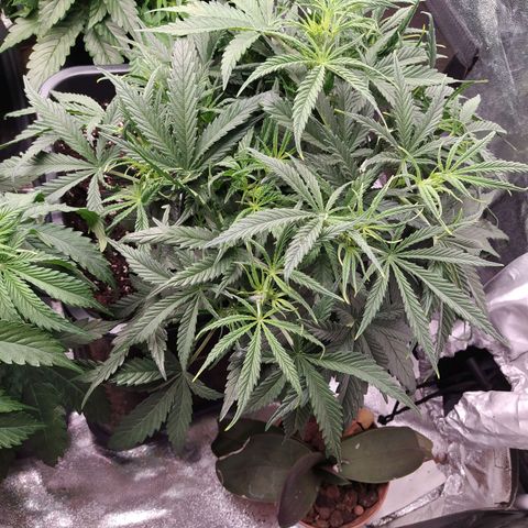West Coast O.G. #2 growlog timeline photo