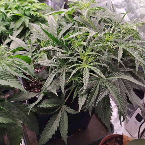 West Coast O.G. #2 growlog timeline photo