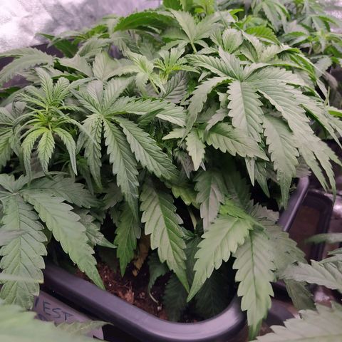 West Coast O.G. #1 growlog timeline photo