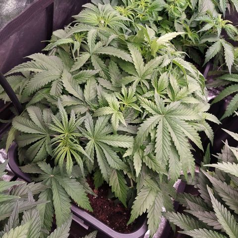 West Coast O.G. #1 growlog timeline photo