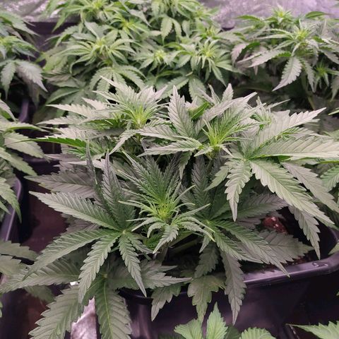 Original Auto OG Kush growlog timeline photo