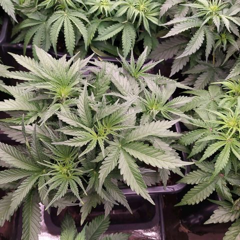 Original Auto OG Kush growlog timeline photo