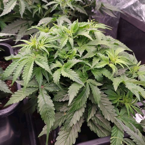 Gorilla Glue #1 growlog timeline photo