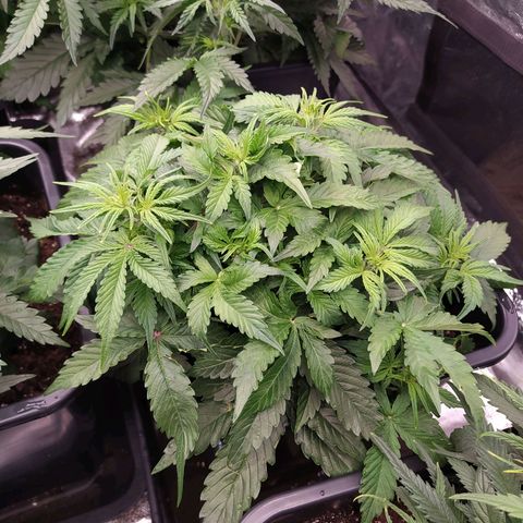 Gorilla Glue #1 growlog timeline photo