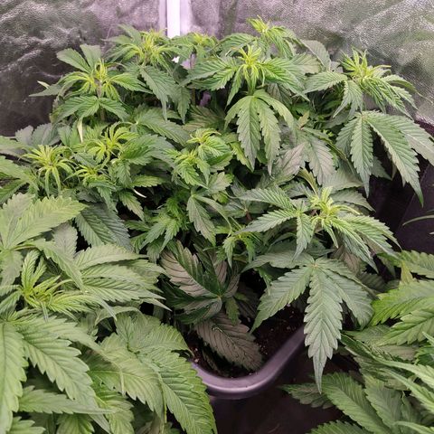 Gorilla Glue #2 growlog timeline photo