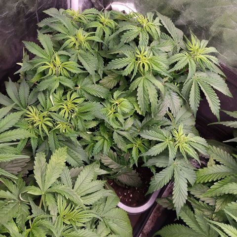 Gorilla Glue #2 growlog timeline photo