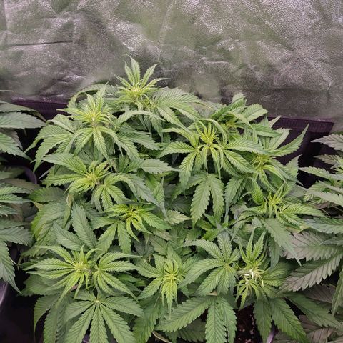Lemon Pie Auto #2 growlog timeline photo