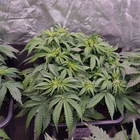 Lemon Pie Auto #2 growlog timeline photo