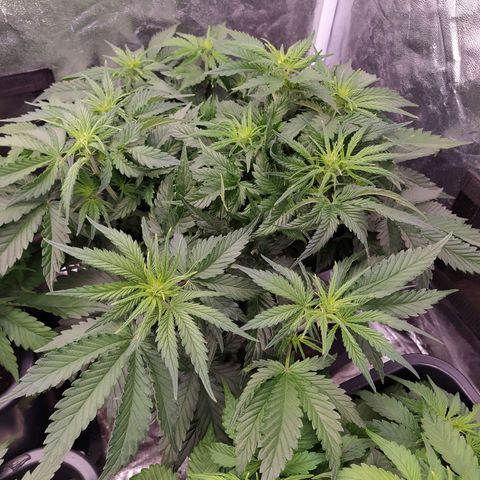 Gelato Auto #2 growlog timeline photo