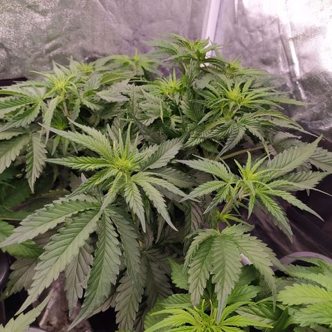 Gelato Auto #2 growlog timeline photo