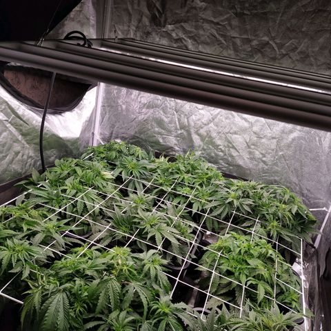 West Coast O.G. #2 growlog photo: Installation du filet qui fera office de tuteur à nos futur gros buds. 