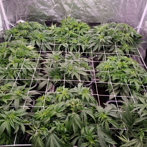 West Coast O.G. #2 growlog photo: Installation du filet qui fera office de tuteur à nos futur gros buds. 