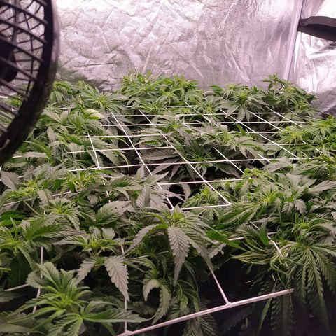 West Coast O.G. #2 growlog photo: Installation du filet qui fera office de tuteur à nos futur gros buds. 