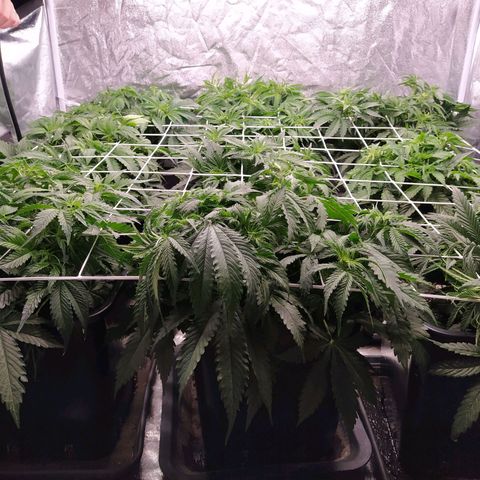 West Coast O.G. #2 growlog photo: Installation du filet qui fera office de tuteur à nos futur gros buds. 