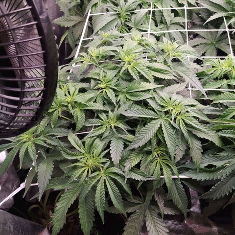 Gelato Auto #1 growlog timeline photo