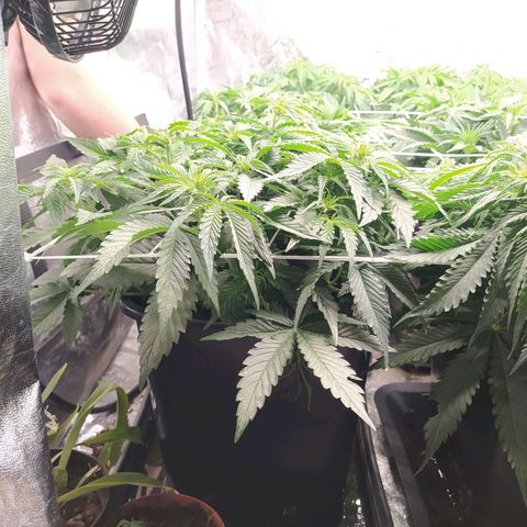 Gelato Auto #1 growlog timeline photo