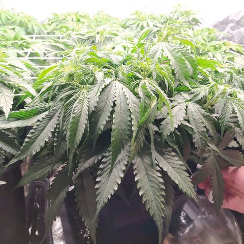 Lemon Pie Auto #1 growlog timeline photo