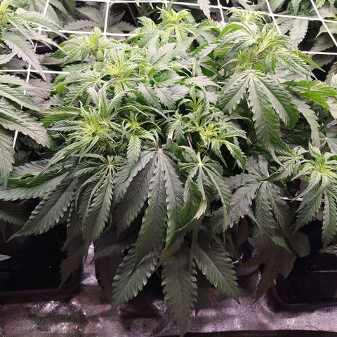 Lemon Pie Auto #1 growlog timeline photo
