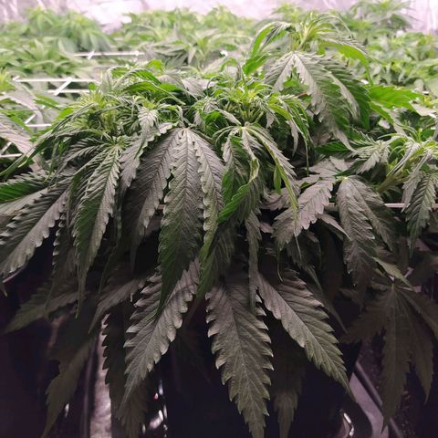 Lemon Pie Auto #1 growlog timeline photo