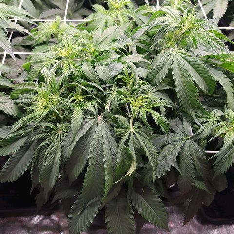Lemon Pie Auto #1 growlog timeline photo