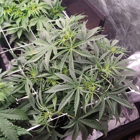 West Coast O.G. #2 growlog timeline photo