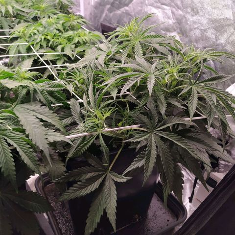 West Coast O.G. #2 growlog timeline photo