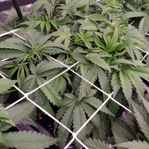 West Coast O.G. #1 growlog timeline photo