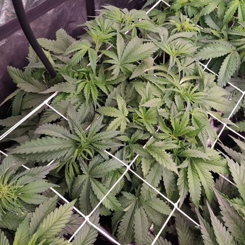 West Coast O.G. #1 growlog timeline photo
