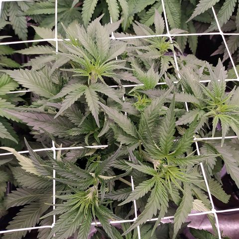 Original Auto OG Kush growlog timeline photo