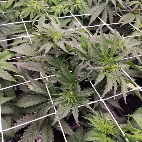 Original Auto OG Kush growlog timeline photo