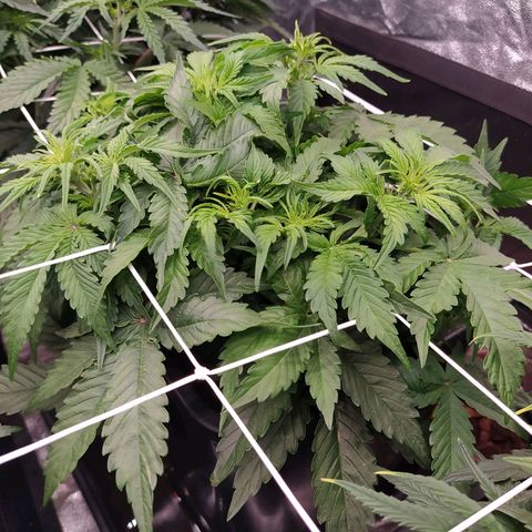 Gorilla Glue #1 growlog timeline photo