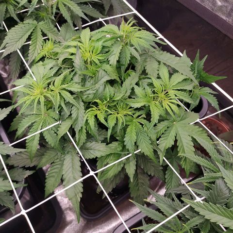 Gorilla Glue #1 growlog timeline photo