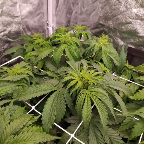 Gorilla Glue #2 growlog timeline photo