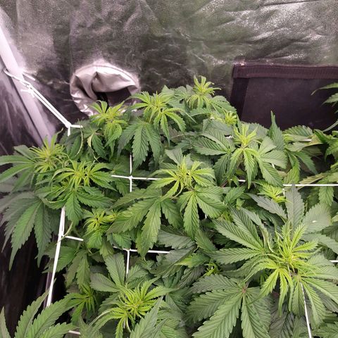Gorilla Glue #2 growlog timeline photo